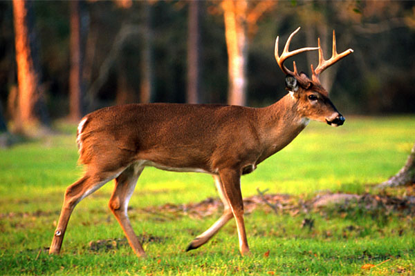 A Profile of a Buck